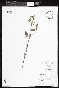Trifolium pratense image
