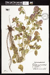Trifolium pratense image