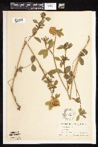 Trifolium pratense image