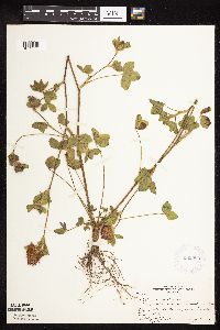 Trifolium pratense image