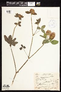 Trifolium pratense image