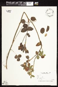 Trifolium pratense image