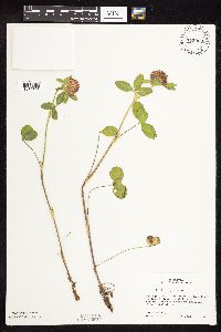 Trifolium pratense image