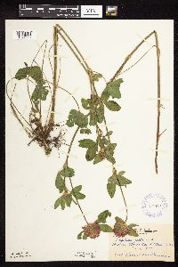 Trifolium pratense image