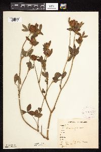 Trifolium pratense image