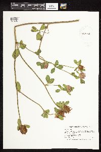 Trifolium pratense image