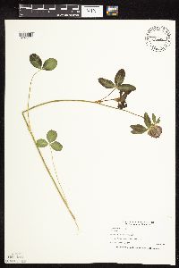 Trifolium pratense image