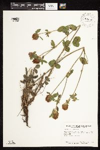 Trifolium pratense image