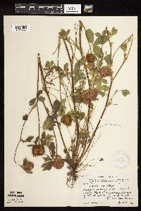 Trifolium pratense image