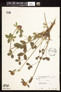 Trifolium pratense image