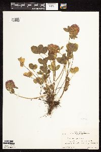 Trifolium pratense image