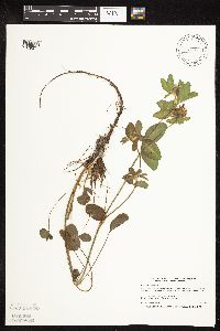 Trifolium pratense image