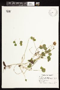 Trifolium repens image