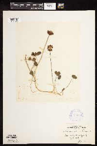 Trifolium repens image