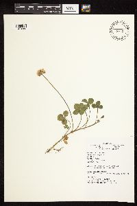 Trifolium repens image