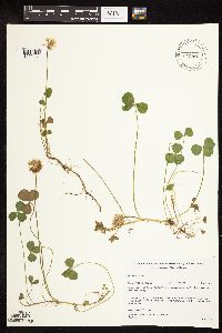Trifolium repens image