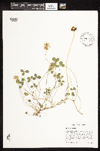 Trifolium repens image