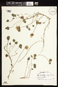 Trifolium repens image