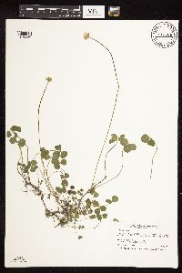Trifolium repens image