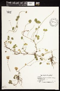 Trifolium repens image