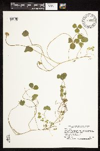 Trifolium repens image