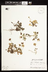 Trifolium repens image