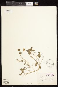 Trifolium repens image