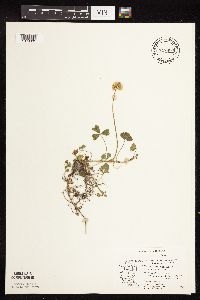 Trifolium repens image