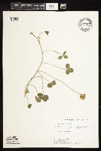Trifolium repens image