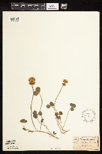 Trifolium repens image