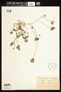 Trifolium repens image