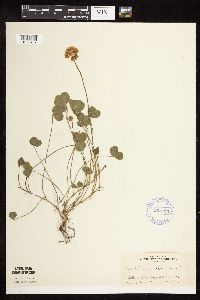 Trifolium repens image