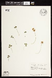 Trifolium repens image