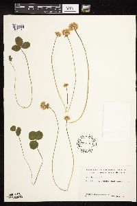 Trifolium repens image