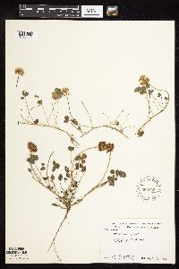 Trifolium repens image