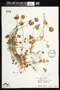 Trifolium repens image