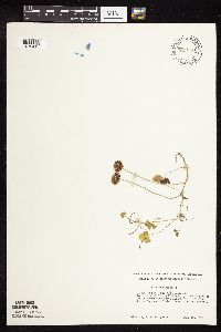 Trifolium repens image