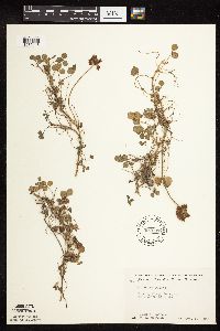 Trifolium repens image