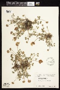 Trifolium repens image