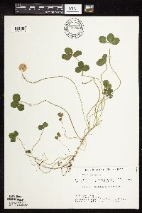Trifolium repens image