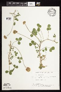 Trifolium repens image