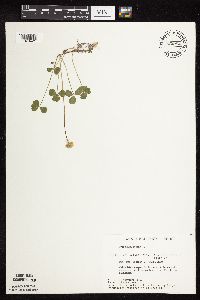 Trifolium repens image