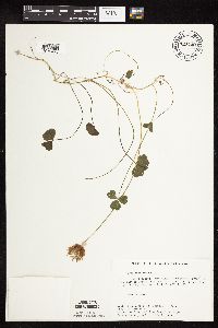 Trifolium repens image