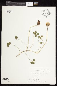 Trifolium repens image