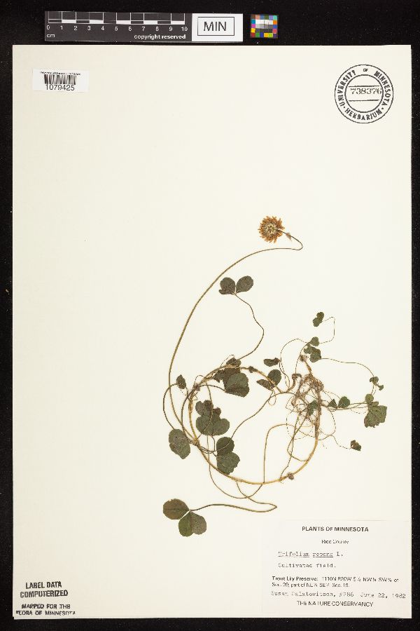 Trifolium repens image