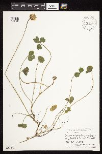Trifolium repens image