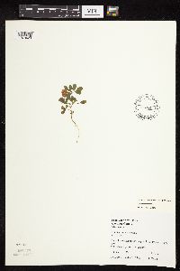 Trifolium campestre image