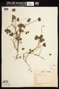 Trifolium repens image