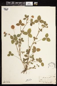 Image of Trifolium repens