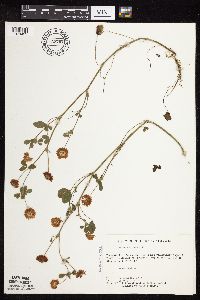 Trifolium repens image